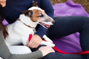 Dog Bite Help: Attorneys Support Dog Bite Help: Attorneys Support